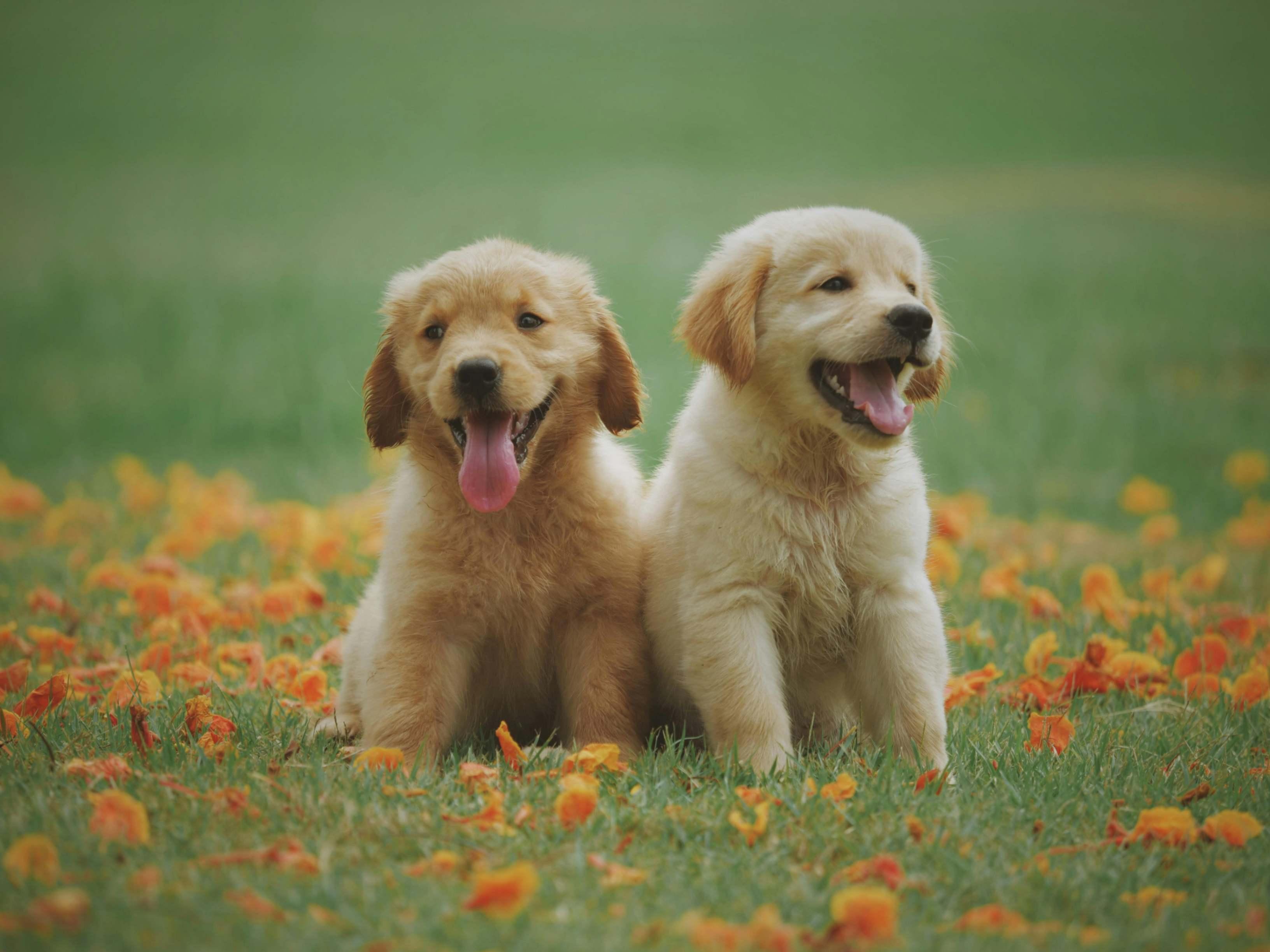 Beware of the Bite: USPS Kicks Off National Dog Bite Awareness Campaign