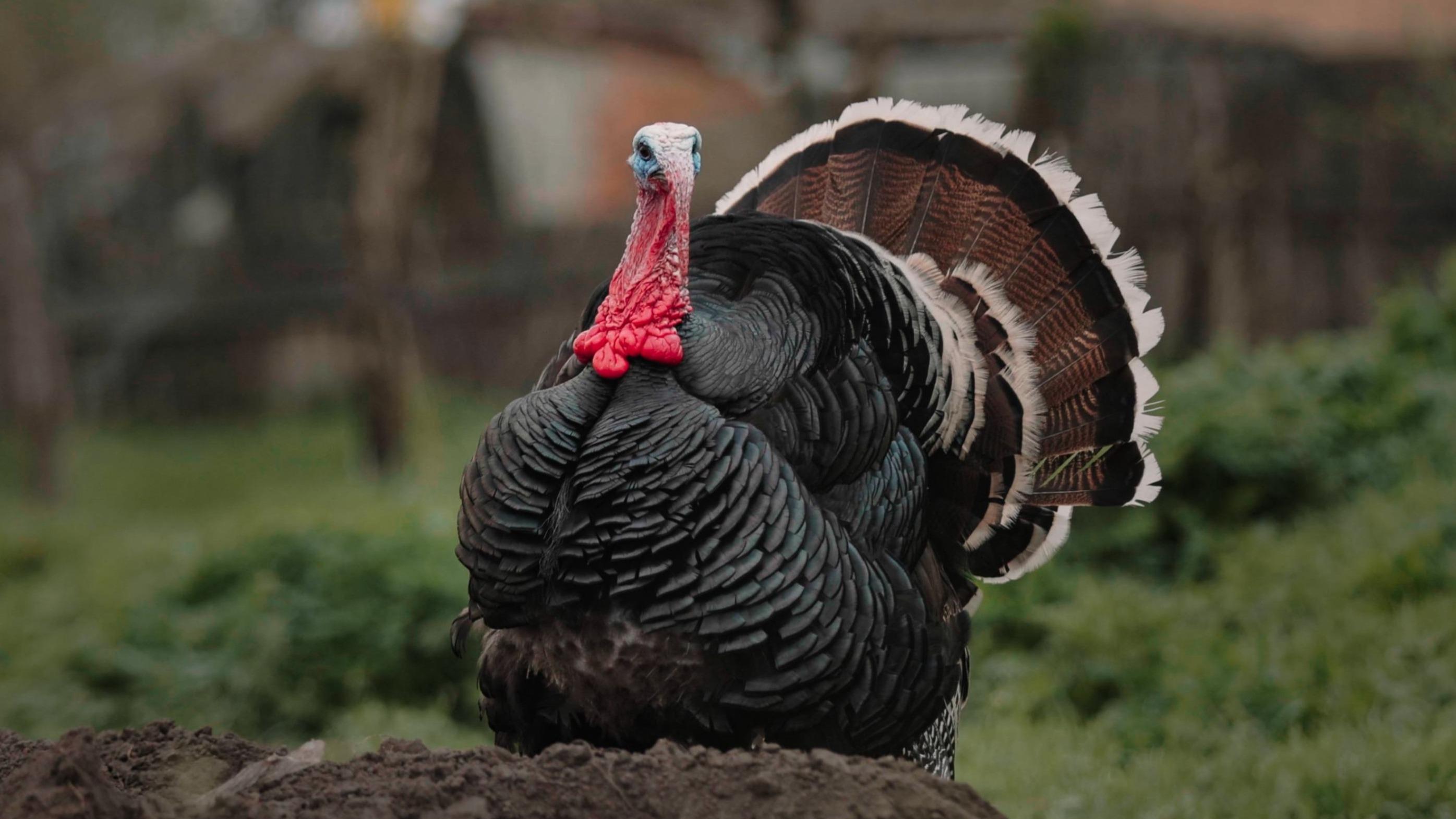 Don’t Be a Turkey This Thanksgiving: Smart Peak-Season Moves for Black Friday & Cyber Monday